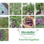 Microbebio_TrialTest-150x150