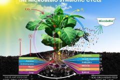 MICROBEBIO-BROCHURE-4ps-11X8.5-Tuan_Page_2-600x464