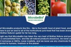 MICROBEBIO-BROCHURE-4ps-11X8.5-Tuan_Page_4-300x300 MICROBEBIO-BROCHURE-4ps-11X8.5-Tuan_Page_4-300x300