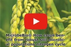 MICROBEBIO-APPLICATION-PROGRAM-HOME-4-1-300x300