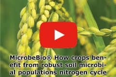 MICROBEBIO-APPLICATION-PROGRAM-HOME-4-1