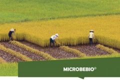 MICROBEBIO-APPLICATION-PROGRAM-HOME-BANNER1-600x244