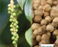 MICROBEBIO-APPLICATIONPROGRAM-HOME-9-200x200 MICROBEBIO-APPLICATIONPROGRAM-HOME-9-200x200