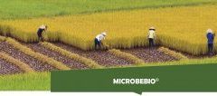 MICROBEBIO-APPLICATIONPROGRAM-HOME-BANNER3-300x106