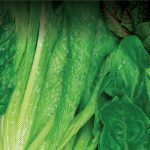 MICROBEBIO-APPLICATIONPROGRAM-LEAFY-VEGETABLES-150x150