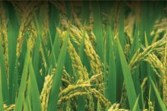 MICROBEBIO-APPLICATIONPROGRAM-RICE-1024x373