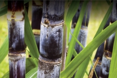 MICROBEBIO-APPLICATIONPROGRAM-SUGARCANE-1