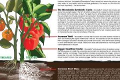 MICROBEBIO-BROCHURE-ENGLISH-PEPPER-01-300x300