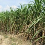 MICROBEBIO-PHOTO-TEST-FARM13-150x150