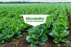 microbebio-microbebio-fertilizer-370x265