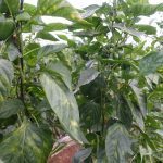 DSC03394-150x150 DSC03394-150x150