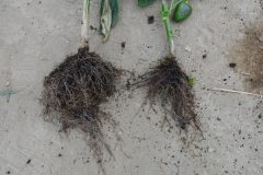 DSC03456-600x400 DSC03456-600x400