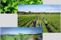 Fertilizer-Microbial-Gia-Lai-Cotton-VN-300x300