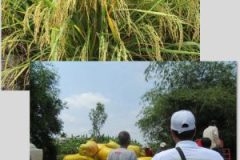 Fertilizer-Microbial-Microbebio-Rice-Tan-Chau-VN-1-300x300