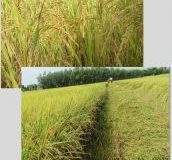 Fertilizer-Microbial-Microbebio-Rice-Tan-Chau-VN-172x200