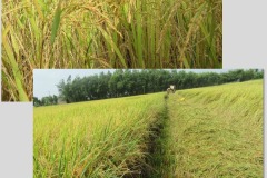 Fertilizer-Microbial-Microbebio-Rice-Tan-Chau-VN