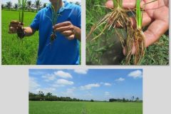 Fertilizer-Microbial-Microbebio-Rice-VUNG-LIEM-VN-1-600x704