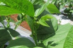 IMG_0153-300x300