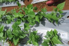 IMG_0159-768x576 IMG_0159-768x576