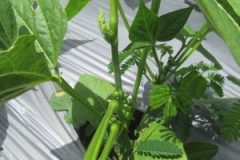 IMG_0161-300x300 IMG_0161-300x300