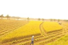 1_MICROBEBIO-FIELD-IMAGE100