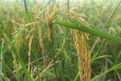 1_MICROBEBIO-FIELD-IMAGE103