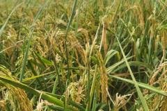 1_MICROBEBIO-FIELD-IMAGE104