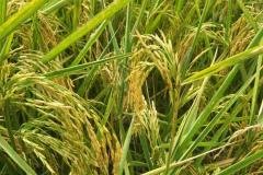 1_MICROBEBIO-FIELD-IMAGE106