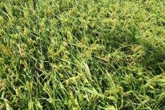 1_MICROBEBIO-FIELD-IMAGE110