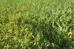 1_MICROBEBIO-FIELD-IMAGE111