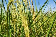 1_MICROBEBIO-FIELD-IMAGE114