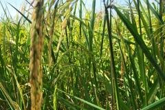 1_MICROBEBIO-FIELD-IMAGE115