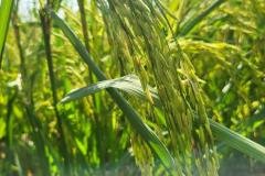 1_MICROBEBIO-FIELD-IMAGE116