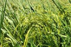 1_MICROBEBIO-FIELD-IMAGE118
