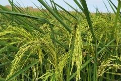 1_MICROBEBIO-FIELD-IMAGE119