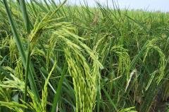 1_MICROBEBIO-FIELD-IMAGE124
