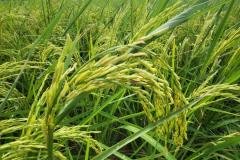1_MICROBEBIO-FIELD-IMAGE131