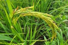 1_MICROBEBIO-FIELD-IMAGE132