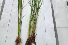 1_MICROBEBIO-FIELD-IMAGE14