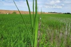 1_MICROBEBIO-FIELD-IMAGE142
