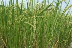 1_MICROBEBIO-FIELD-IMAGE147