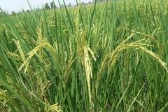 1_MICROBEBIO-FIELD-IMAGE148