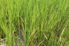 1_MICROBEBIO-FIELD-IMAGE168