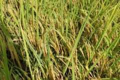 1_MICROBEBIO-FIELD-IMAGE188
