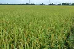 1_MICROBEBIO-FIELD-IMAGE189