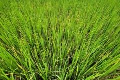 1_MICROBEBIO-FIELD-IMAGE20