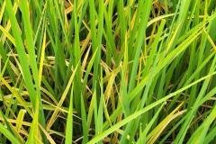 1_MICROBEBIO-FIELD-IMAGE21