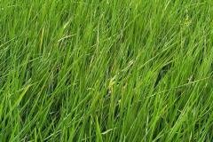 1_MICROBEBIO-FIELD-IMAGE23
