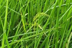 1_MICROBEBIO-FIELD-IMAGE25