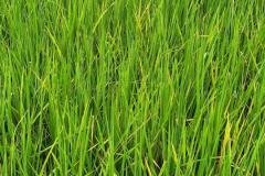 1_MICROBEBIO-FIELD-IMAGE27